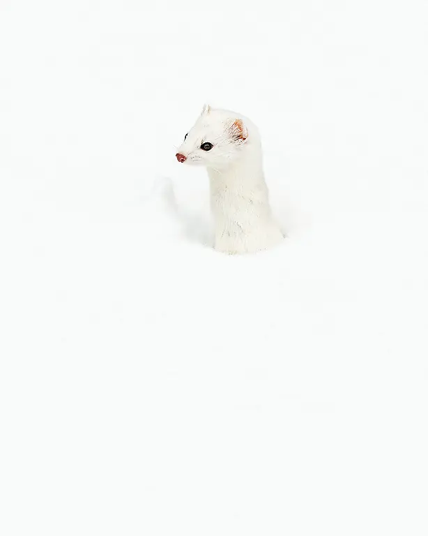 SILVER©Rich Brooks_Ernie the ermine